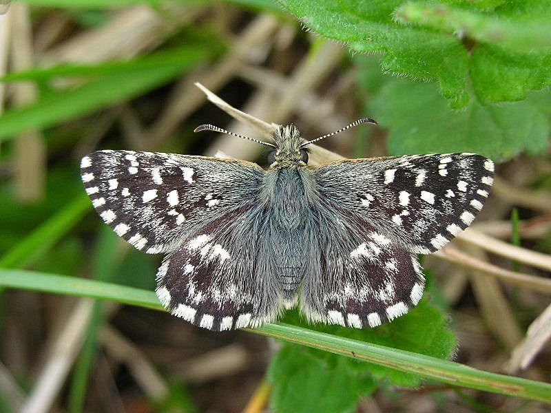 Presunto Pyrgus sp.